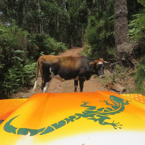Madeira: Guided Open-Top 4X4 Jeep Tour — gallery 4