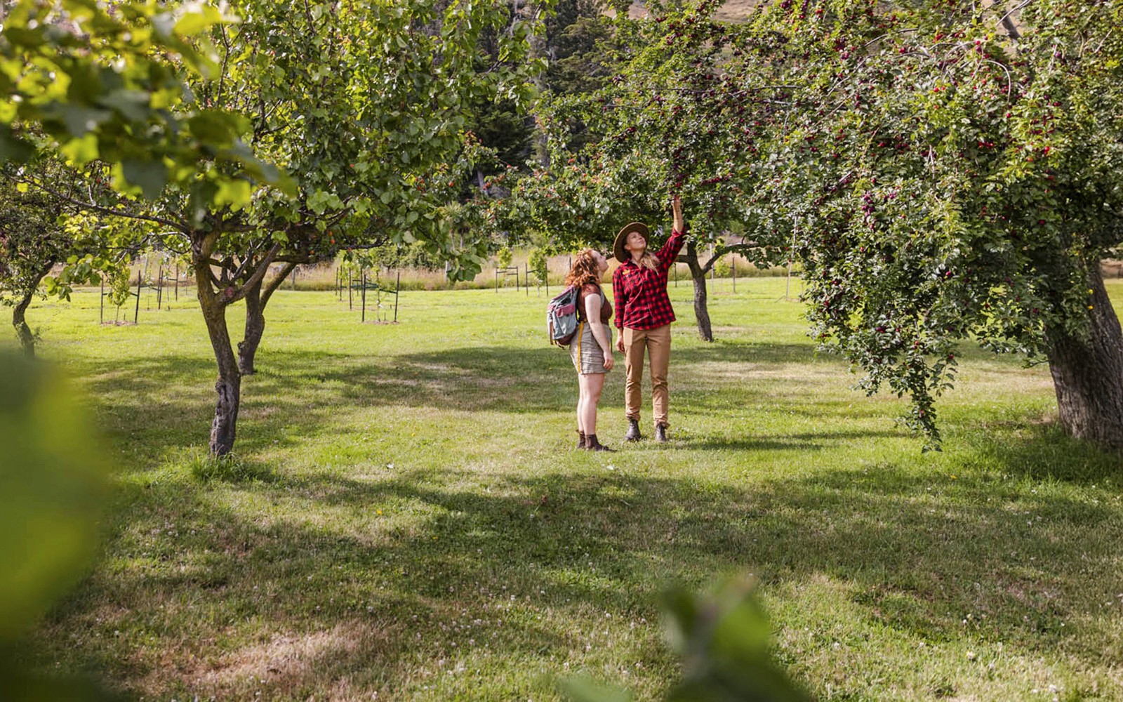 From Queenstown: TSS Earnslaw/Spirit of Queenstown with Walter Peak Farm Tour