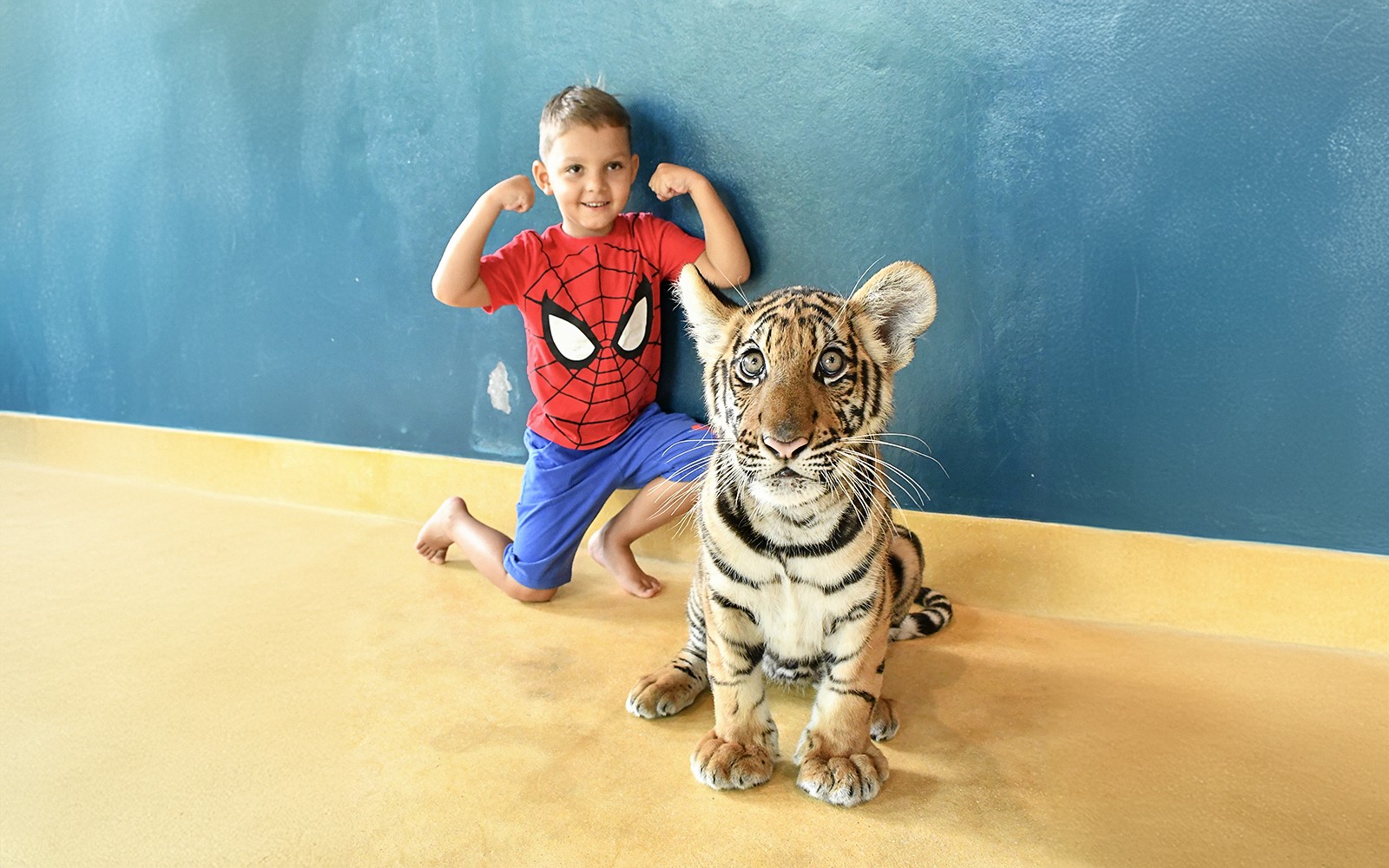 Tiger Park Tickets with Tiger Interactions: Non-Thai Residents