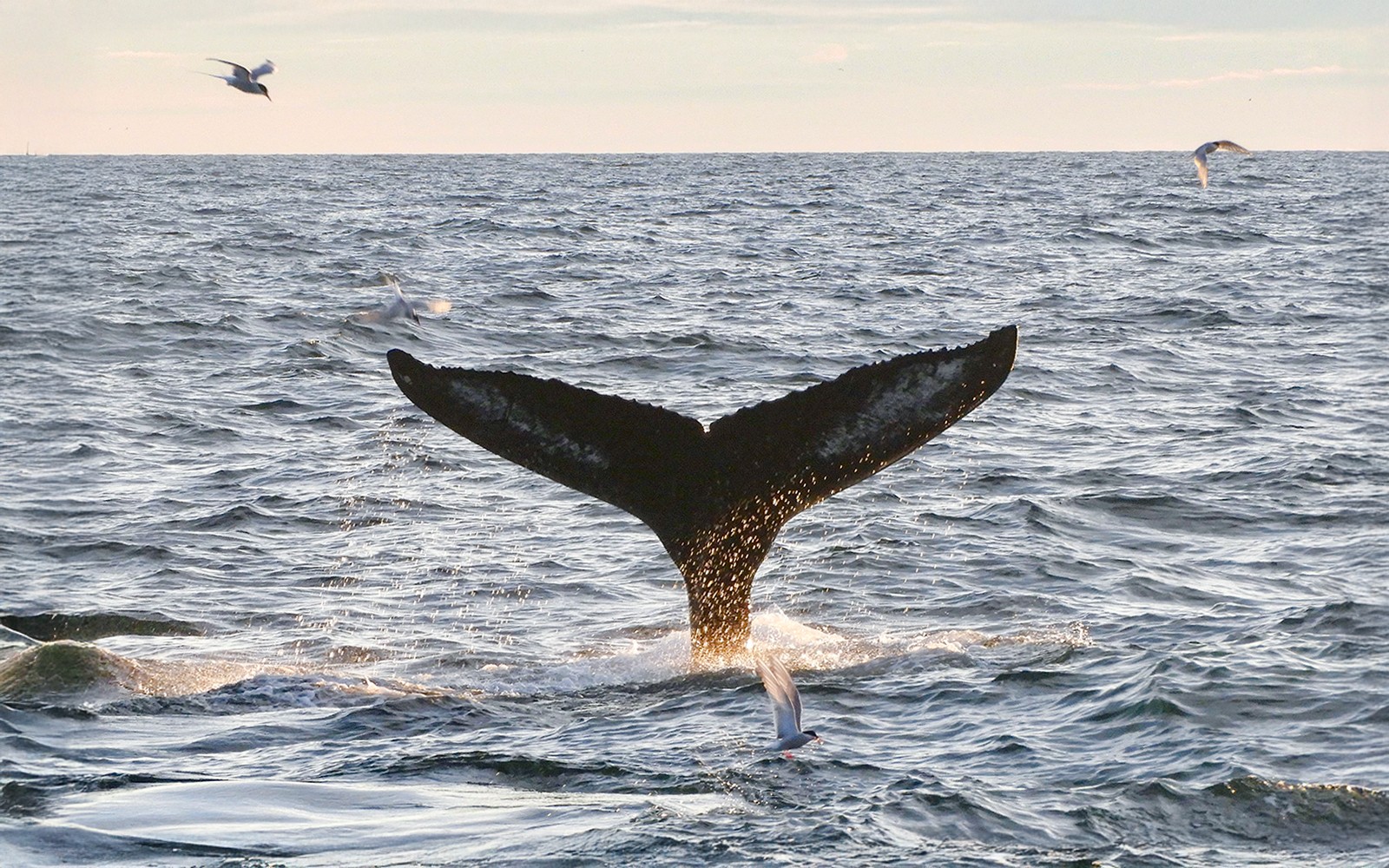 From Reykjavik: Midnight Sun Whale Watching Tour — gallery 2