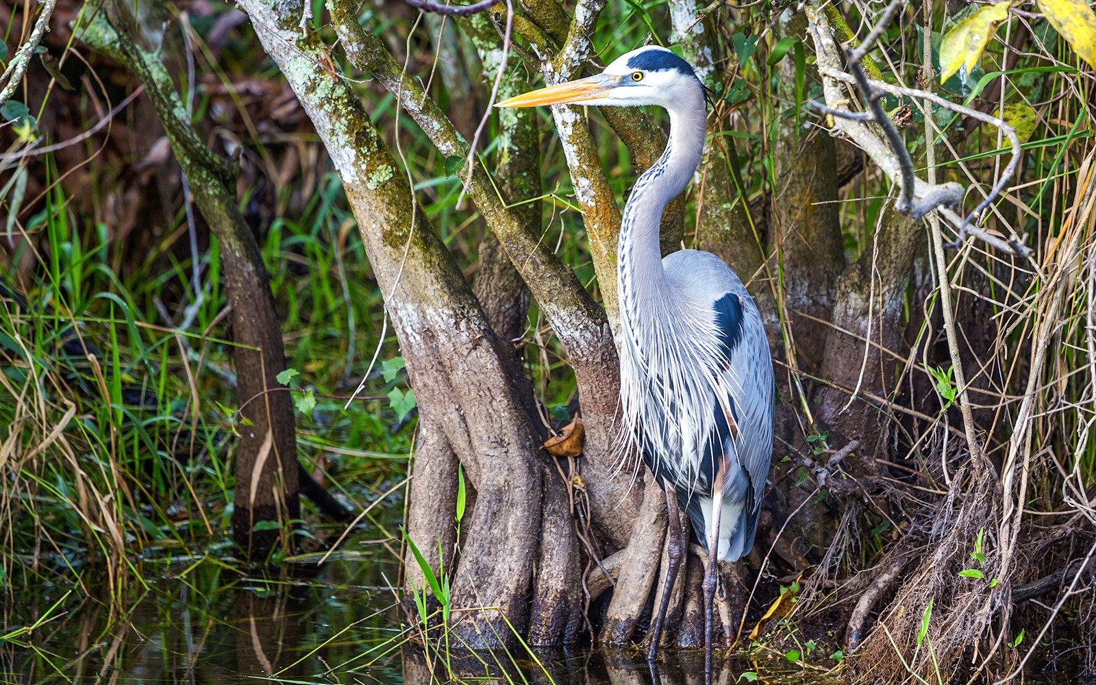 Everglades National Park: Full‑Day Tour with Airboat, Dry Walk & Transportation — gallery 3