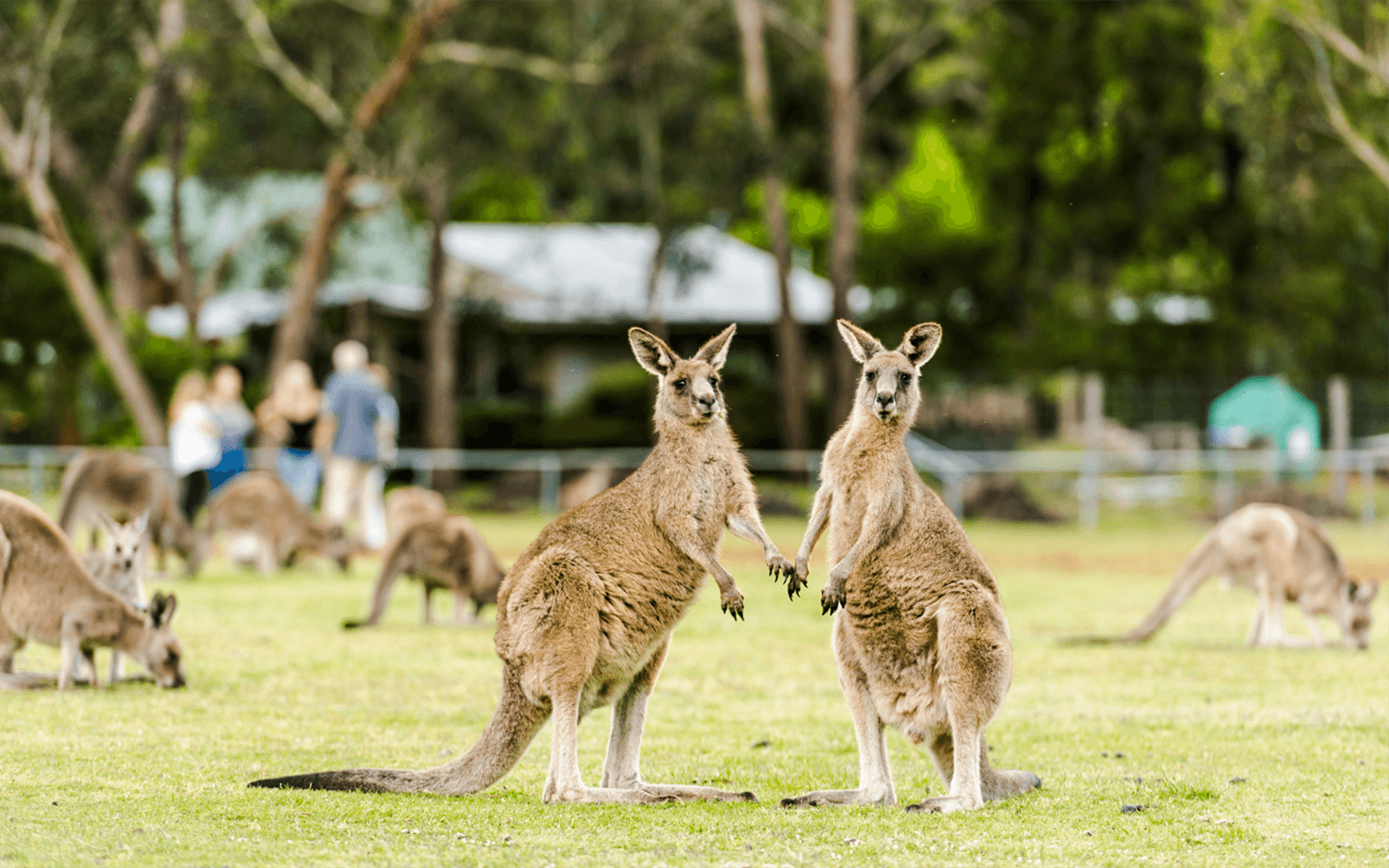 Full-Day Guided Tour of Grampians National Park with Hotel Transfers — gallery 3