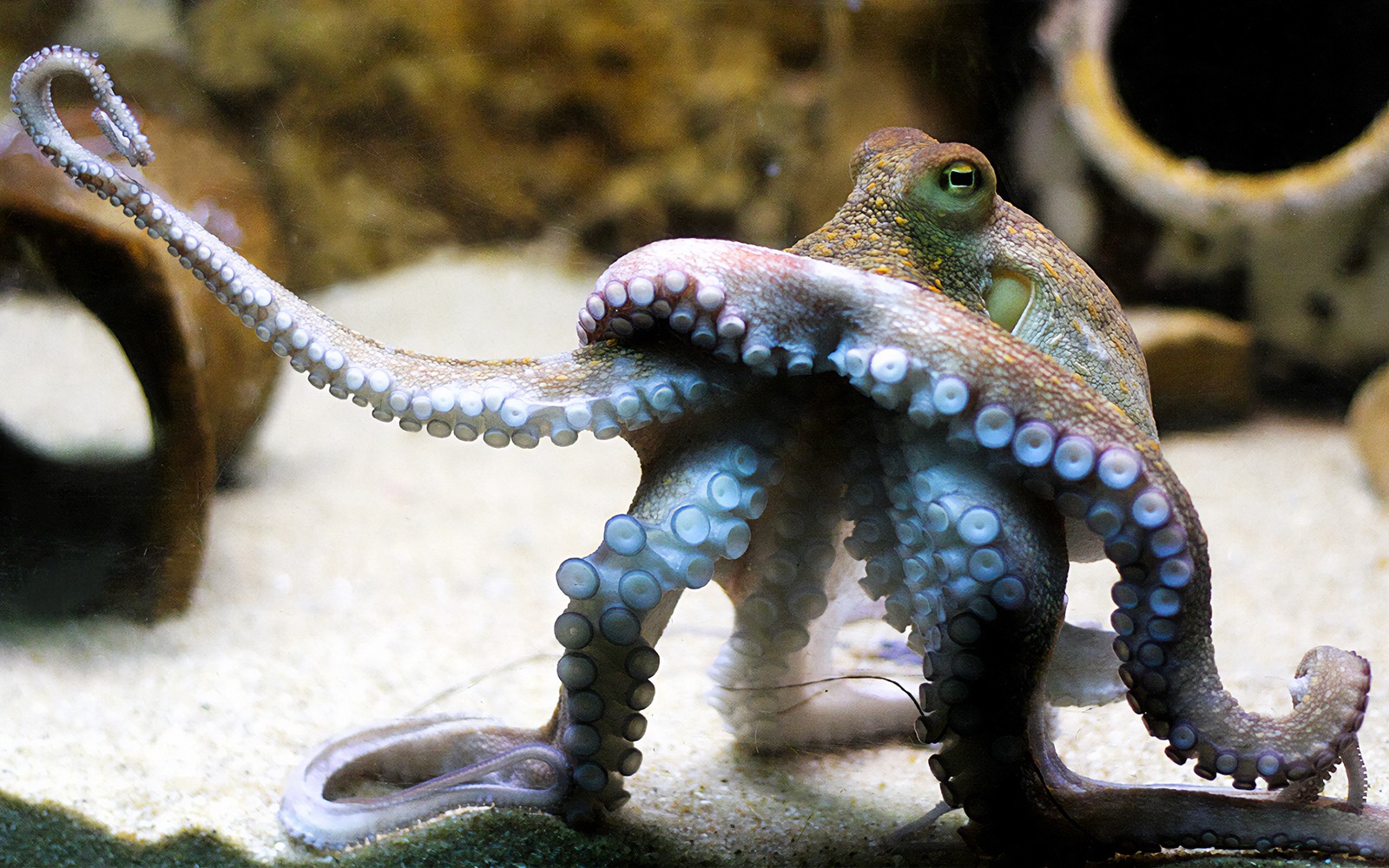 Tickets to Vasco da Gama Aquarium in Lisbon — gallery 4