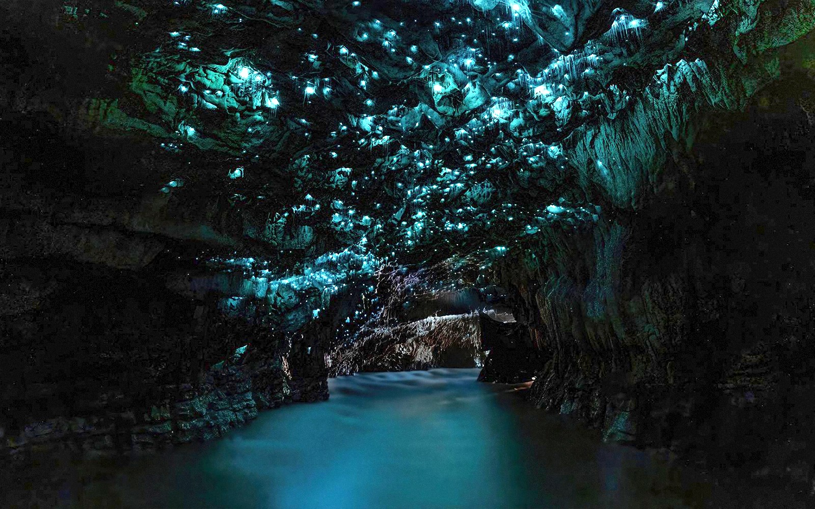 Waitomo Glowworm Caves Guided Tour