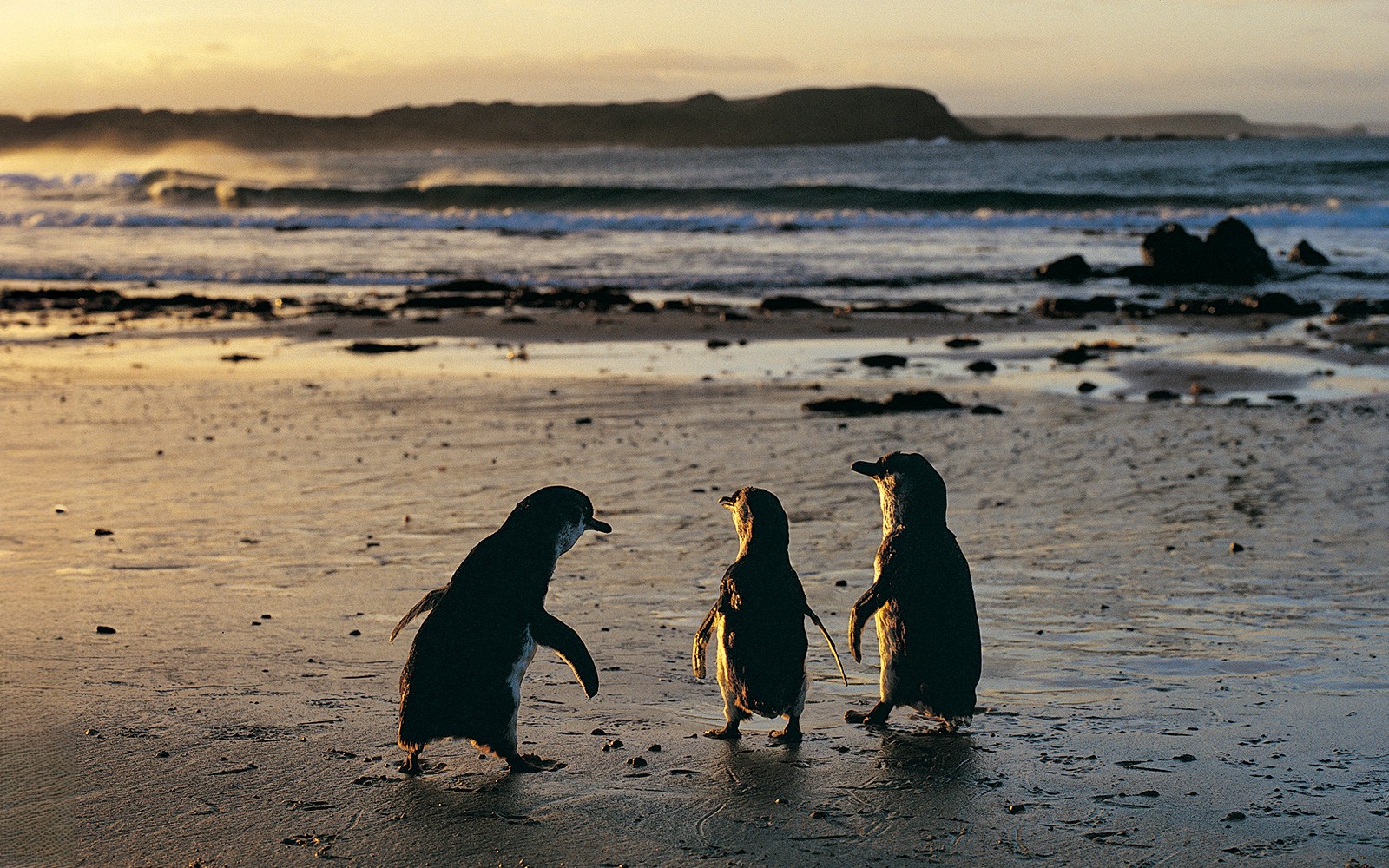 From Melbourne: Healesville Sanctuary & Phillip Island Guided Tour with Penguin Parade