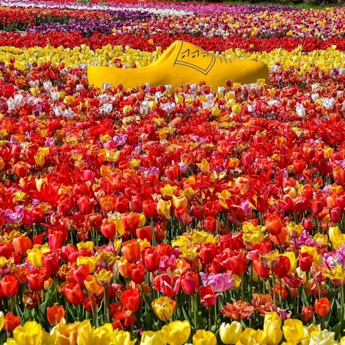 The Tulip Barn: Entry Ticket