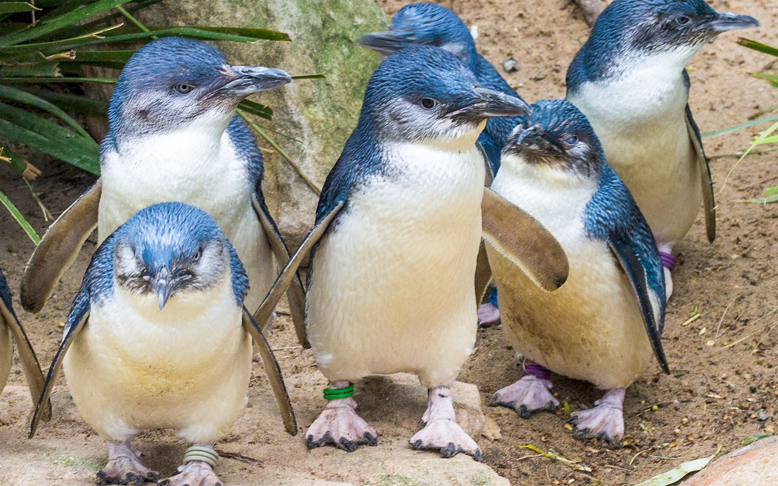 From Melbourne: Puffing Billy & Healesville Sanctuary Scenic Tour with Transfers — gallery 3