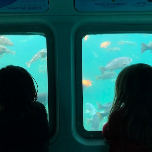 Catalina Island: Day Trip + Scenic Driving Tour — gallery 4