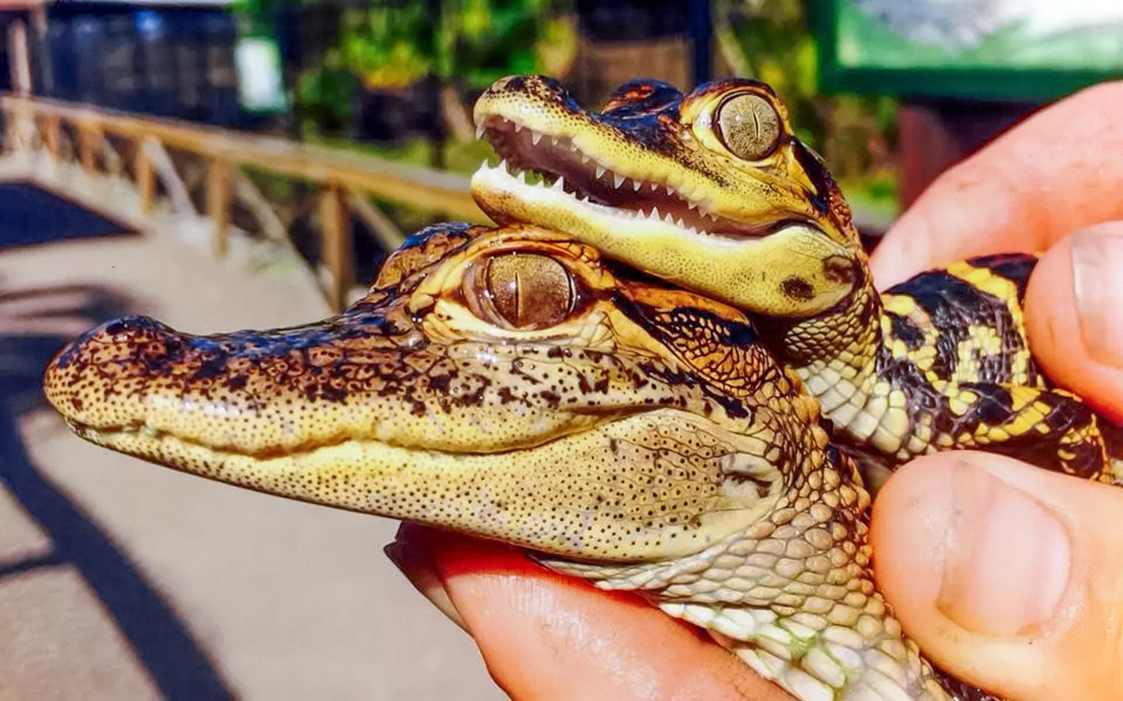 Miami: Private Everglades Airboat Tour [Group Pricing] — gallery 3