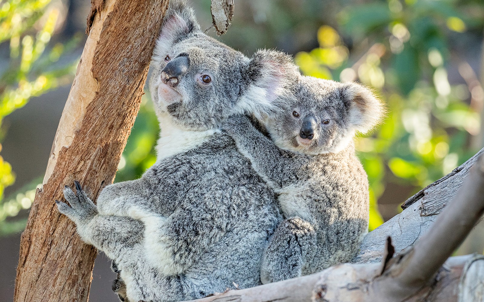 Lagos Zoo: Inträdesbiljett — gallery 5