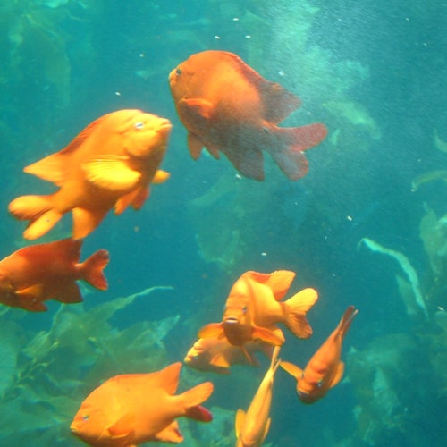 Los Angeles: Semi-Submarine Excursion from Catalina Island — gallery 1