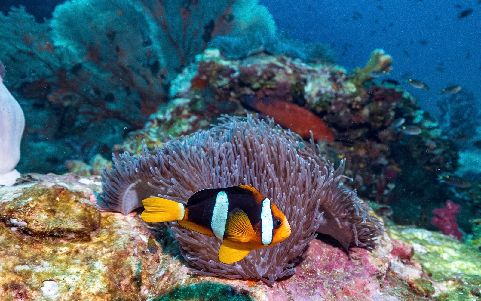 From Phuket: Phi Phi Island & Maya Bay Tour by Catamaran — gallery 5