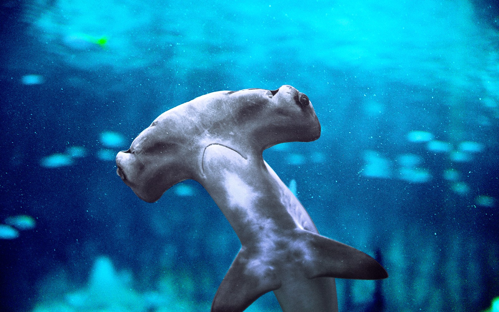 National Aquarium Abu Dhabi Entry Ticket + Beyond The Glass Experience