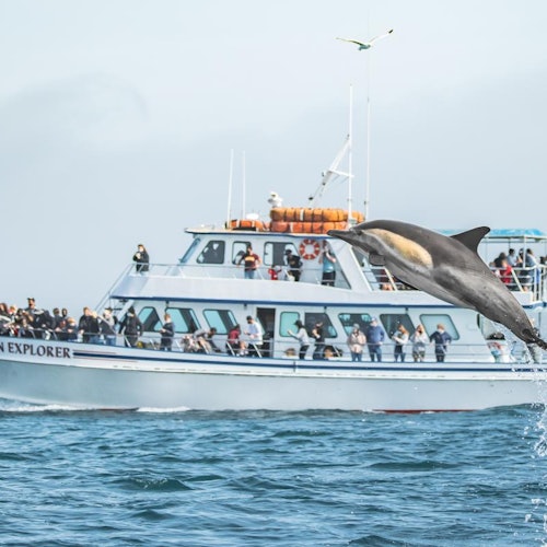 Los Angeles: Luxury Whale Watching Tour — gallery 3