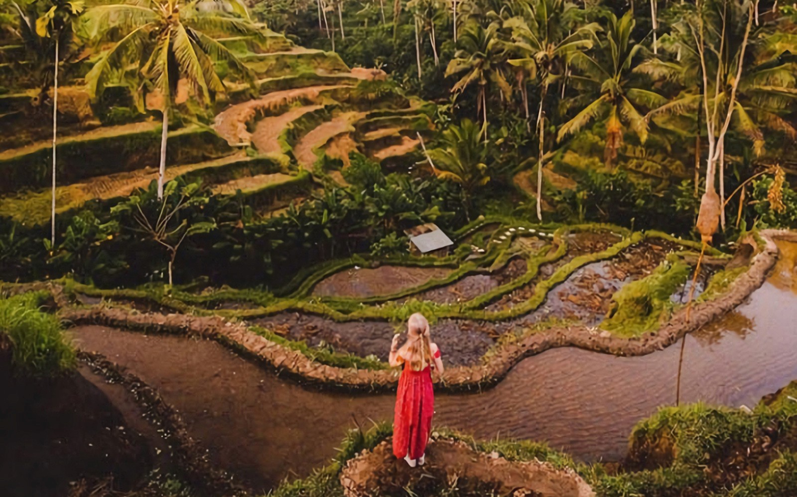 Best Ubud Tour: Monkey forest, Rice Terrace & Waterfall