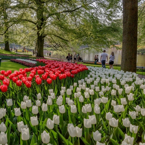 Keukenhof & Zaanse Schans: Full-Day Guided Tour with Entry
