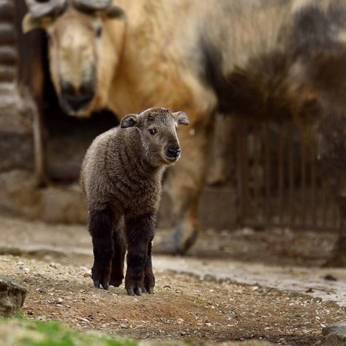 Ménagerie, Zoo of the Jardin des Plantes: Skip The Line — gallery 1