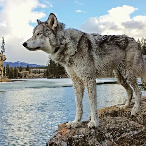 Yamnuska Wolfdog Sanctuary: Entry Ticket + Guided Tour — gallery 2