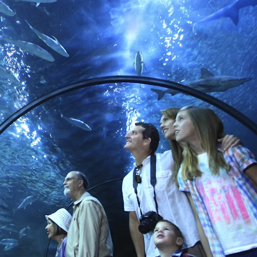 Loro Parque: Entry Ticket + All-Inclusive Pass
