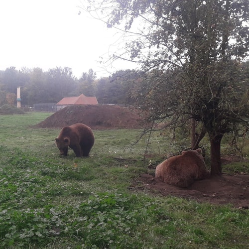 Budapest to Veresegyház Bear and Wolf Sanctuary: Live Guided Tour — gallery 1