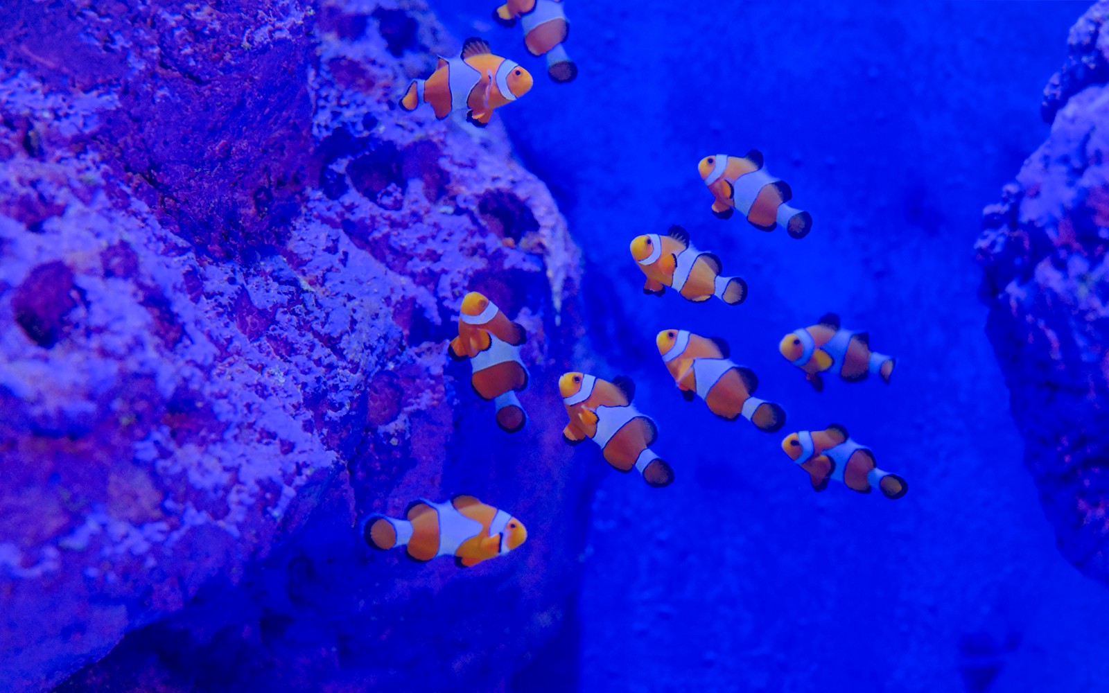 Marine Safari Bali Tickets