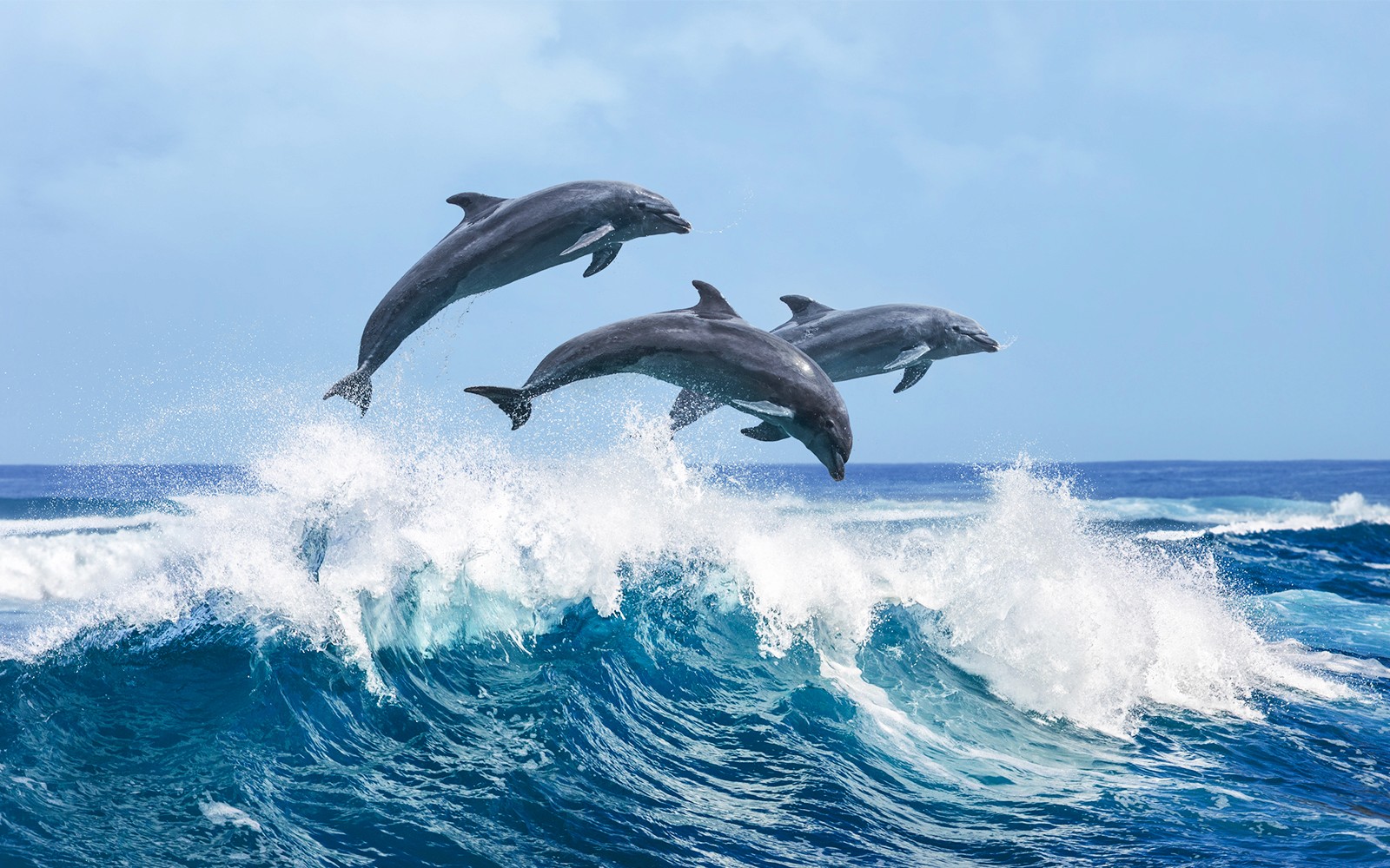 2 Hour Guided Dolphin Watching and Cave Cruise in Algarve — gallery 1
