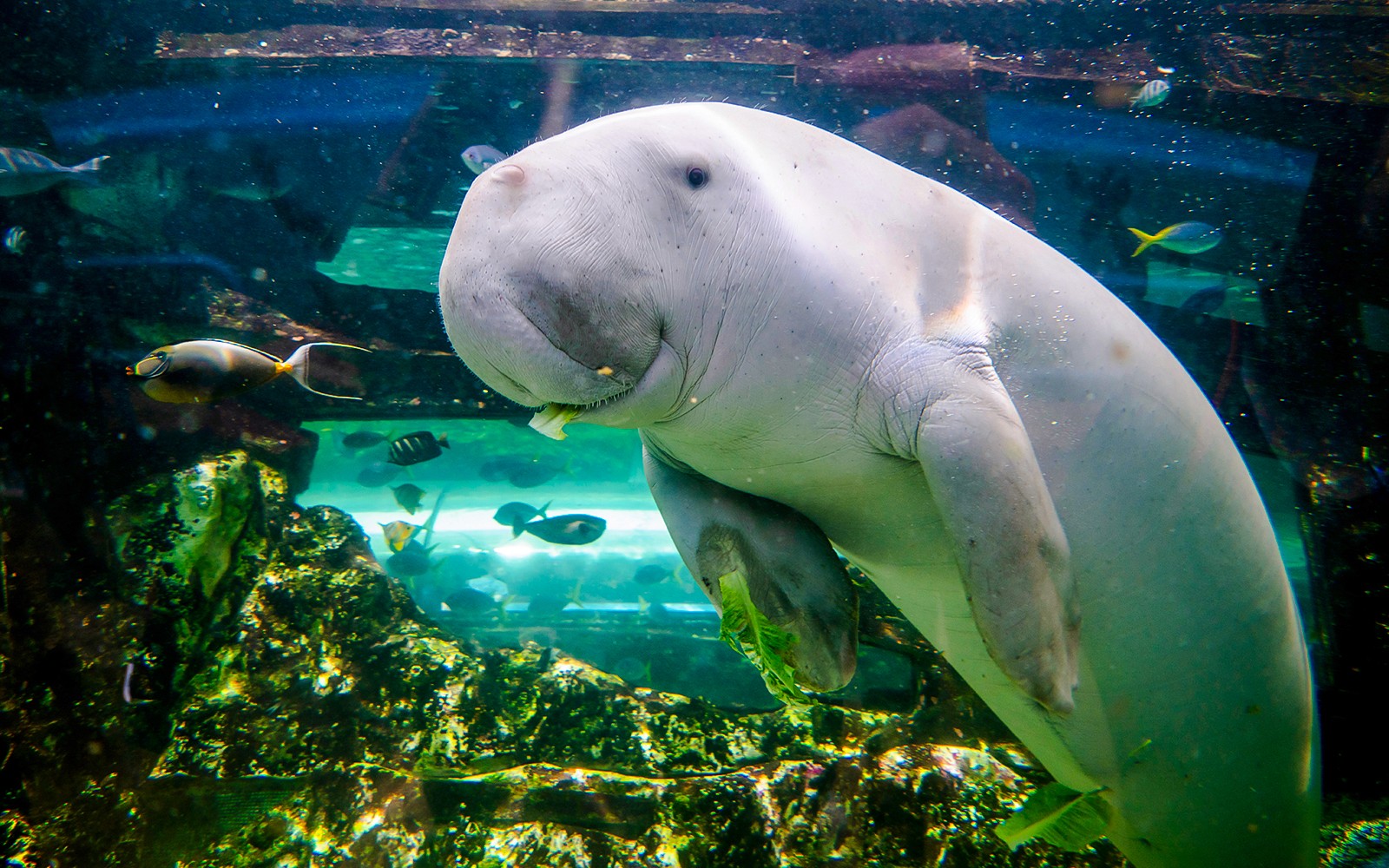 Shark Dive Xtreme Tickets at SEA LIFE Sydney Aquarium — gallery 1