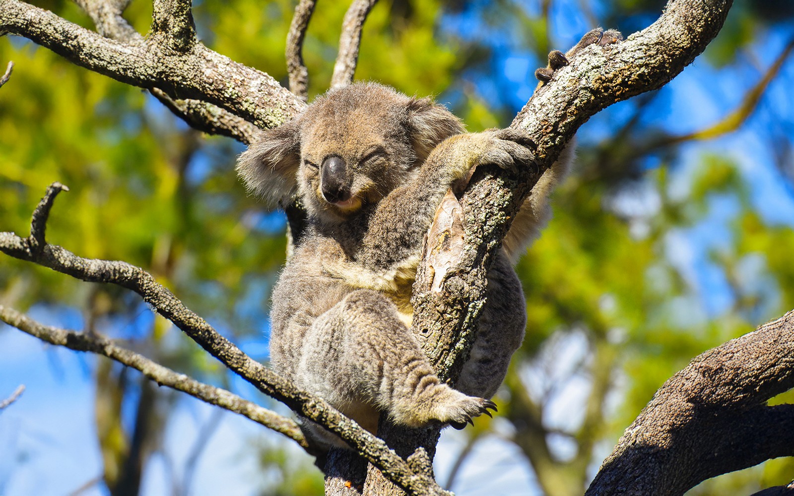 Great Ocean Road & 12 Apostles Reverse Tour — gallery 1