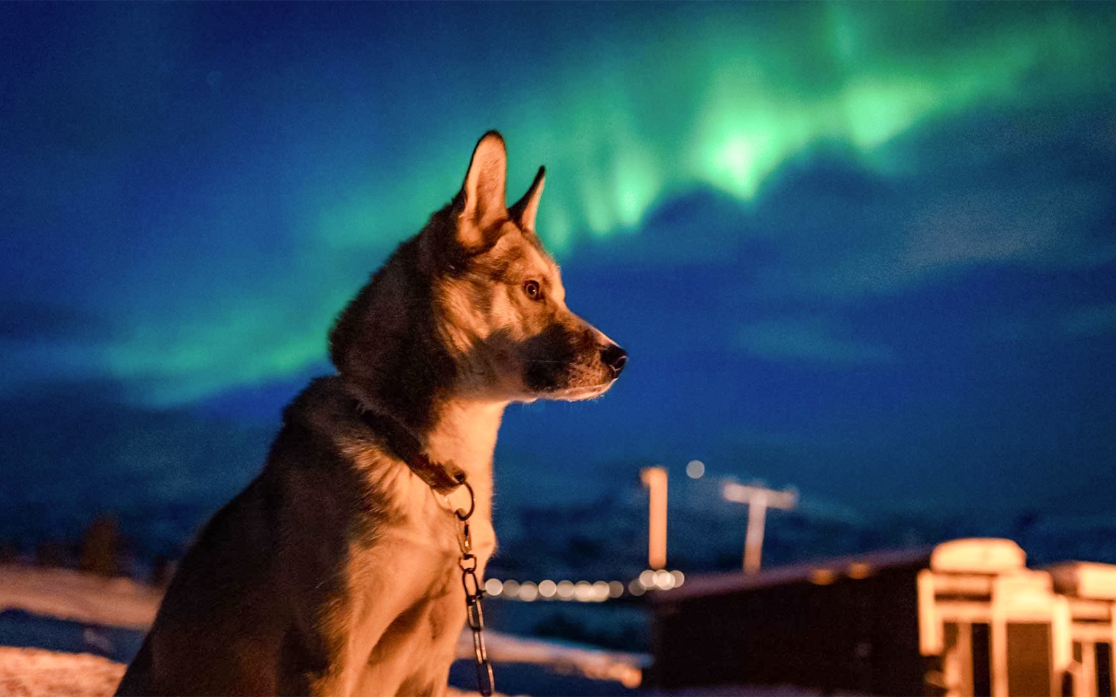 Tromso: Northern Lights & Husky Visit with Traditional Dinner — gallery 1