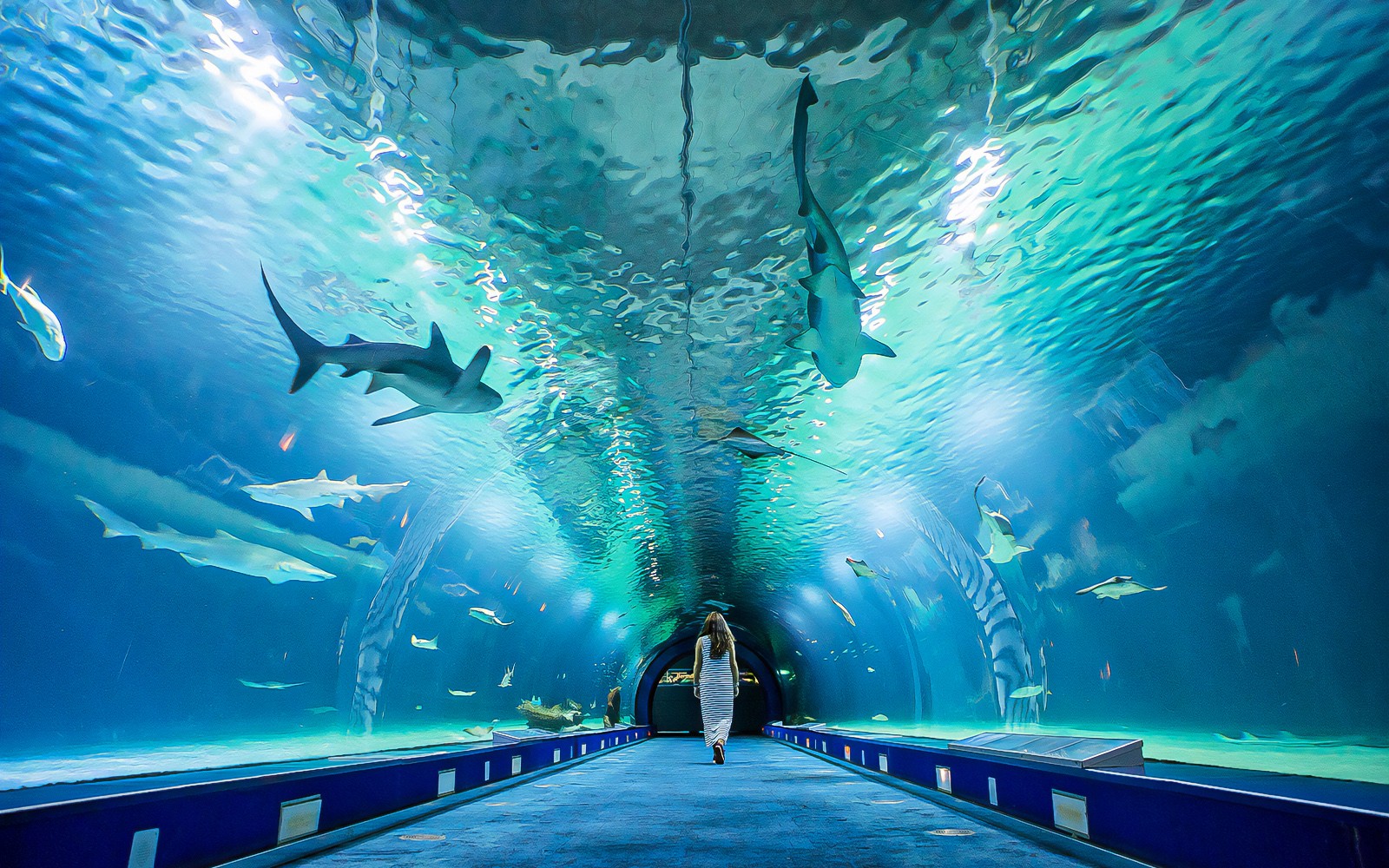 Combo: Oceanogràfic + Science Museum + Hemisfèric Tickets