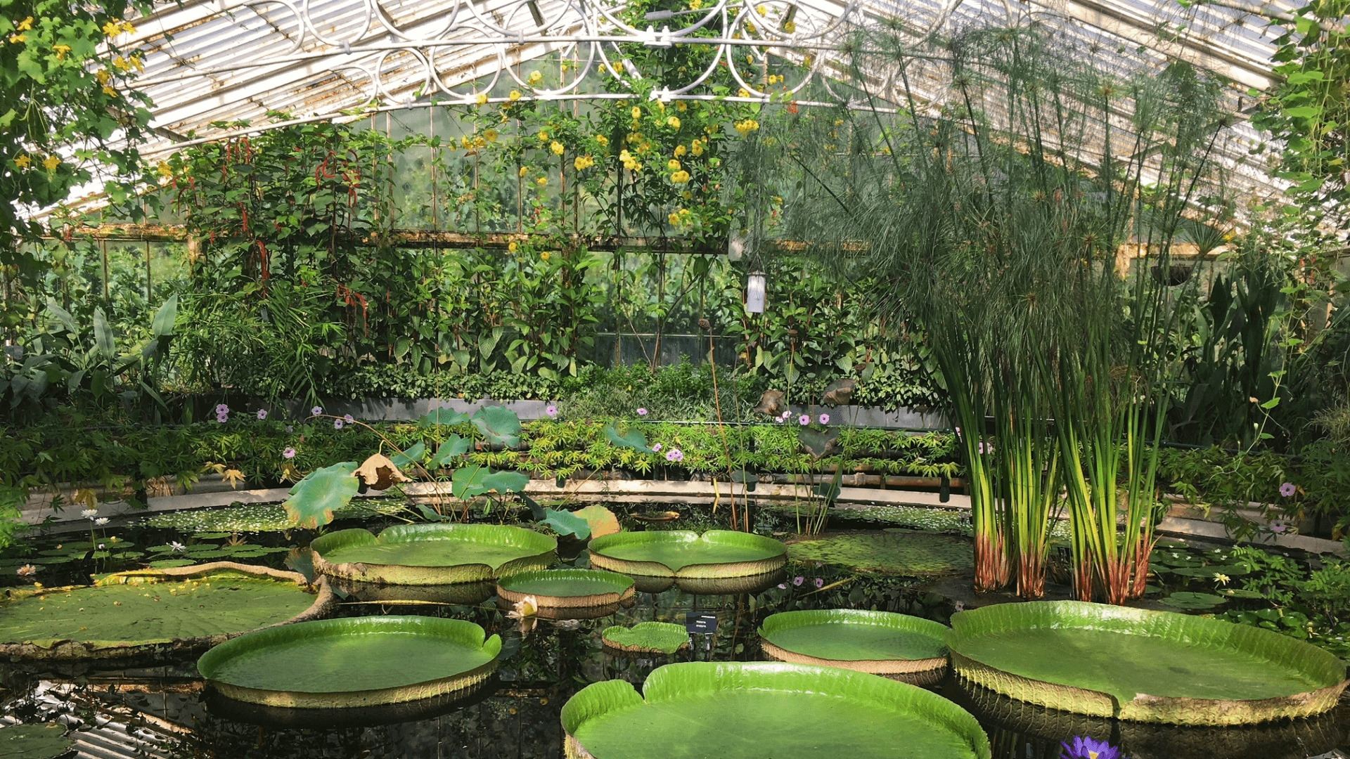 Kew Gardens: Entry Ticket — landscape