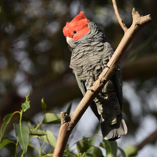 Canberra: Guided Wildlife Tour + Roundtrip Transportation — gallery 3