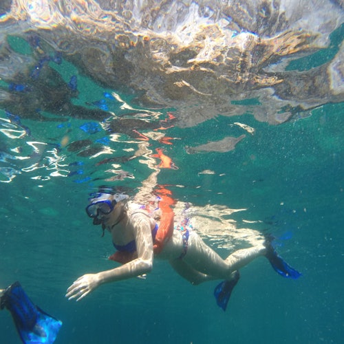 Wild Dolphins Tour & Snorkeling — gallery 1