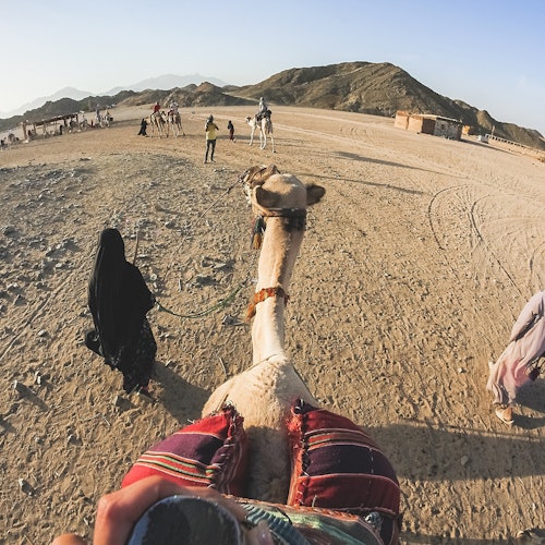 Hurghada: 1-Hr Guided Camel Ride + Transfer