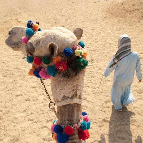 Hurghada: 1-Hr Guided Camel Ride + Transfer