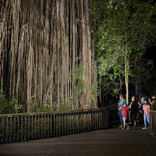 Nocturnal Rainforest & Wildlife Tour from Cairns — gallery 4