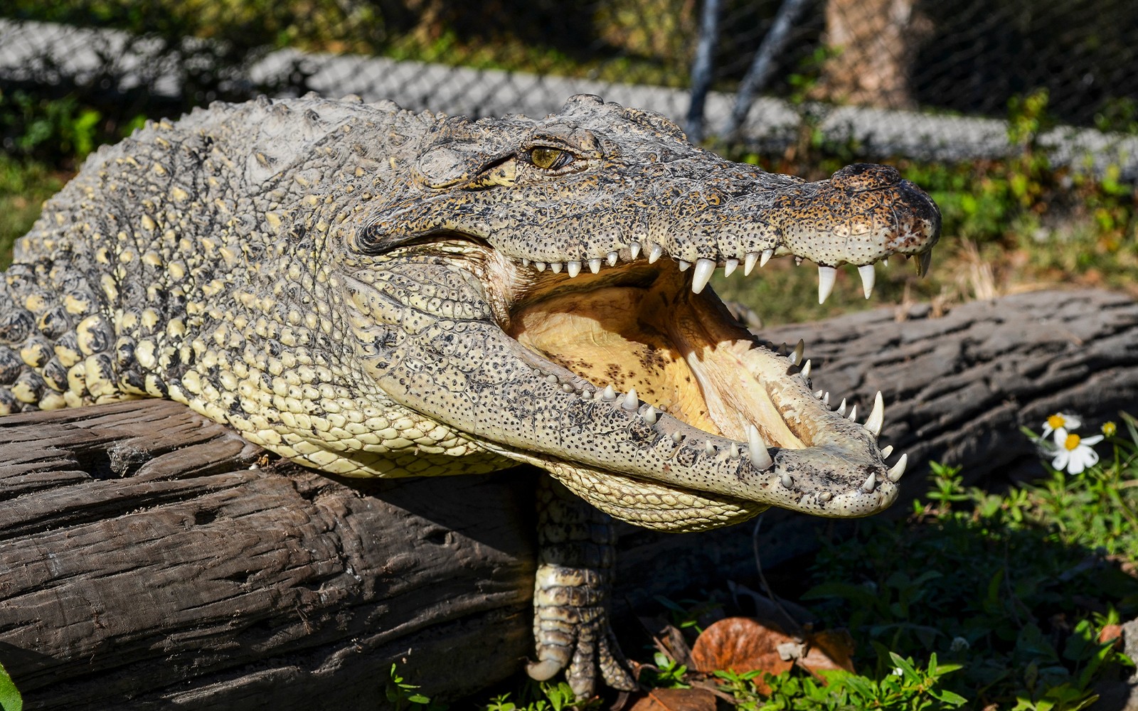 Miami: Airboat Tour with Wildlife Show & Transportation from Miami