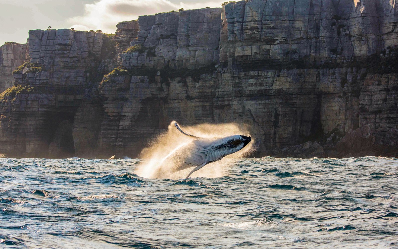 Sydney Whale Watching Cruise with 2-Day Hop-On Hop-Off Ferry Pass — gallery 3