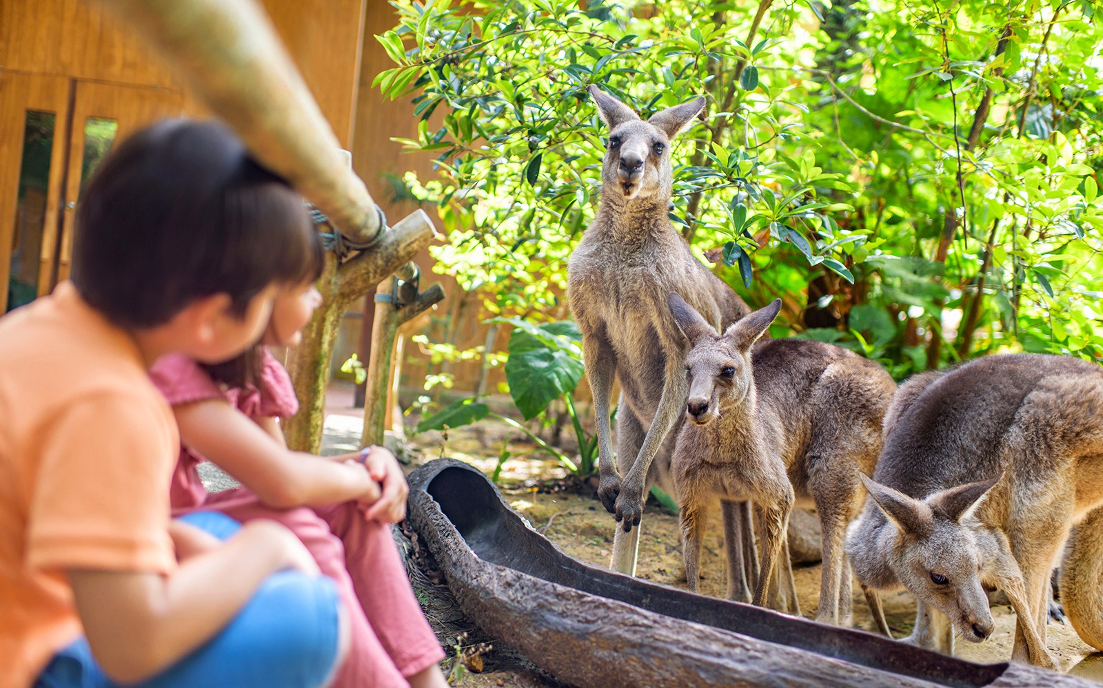 Singapore Zoo Tickets | Mandai Wildlife Reserve
