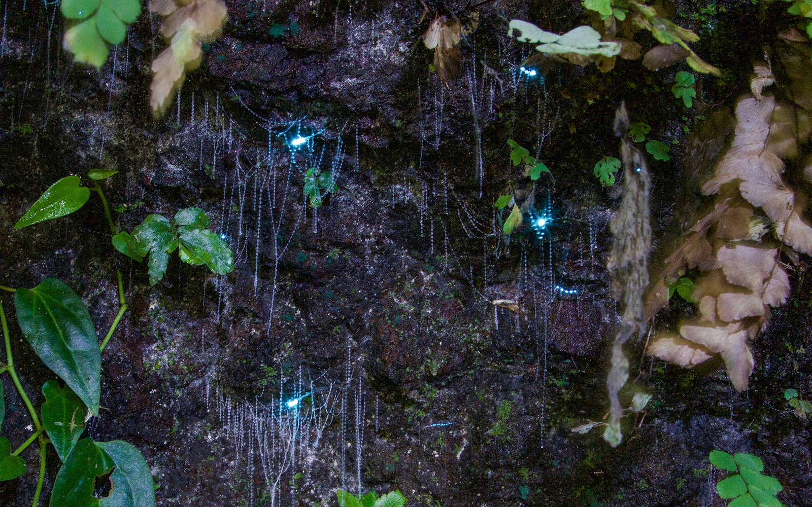 Gold Coast: Mt Tamborine Rainforest Night Walk with Glow Worms & Waterfall — gallery 1