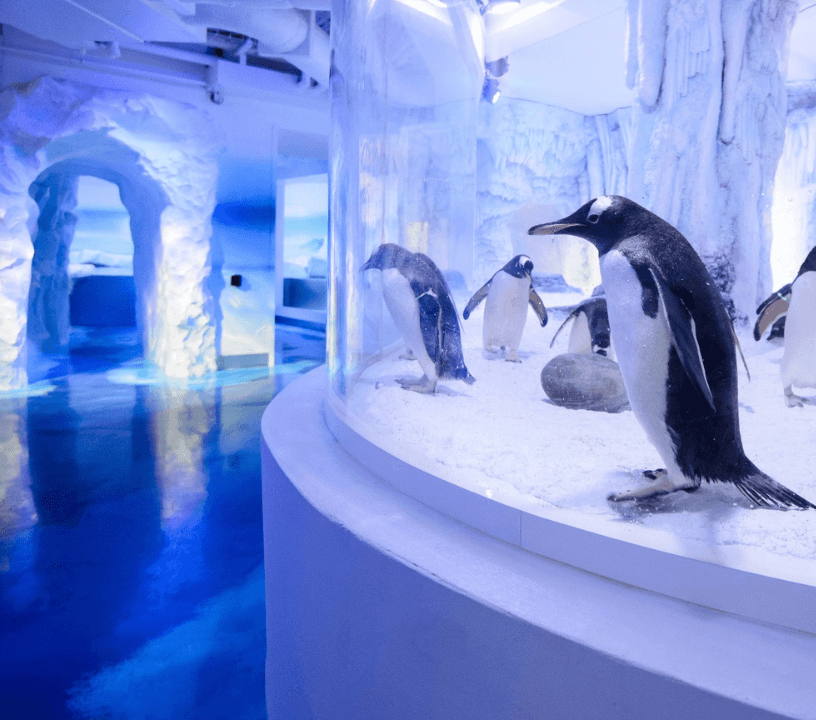 Sea Life London Aquarium Tickets — gallery 5