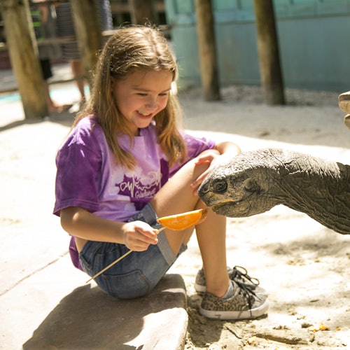 Gatorland Orlando: The Greater Gator Package