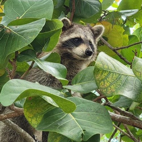Biscayne Bay & Raccoon Island: SUP/Kayak Adventure — gallery 1