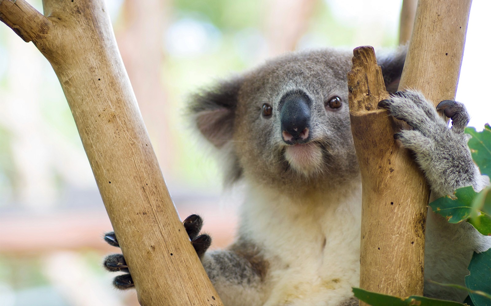 Taronga Zoo Tickets with Return Ferry