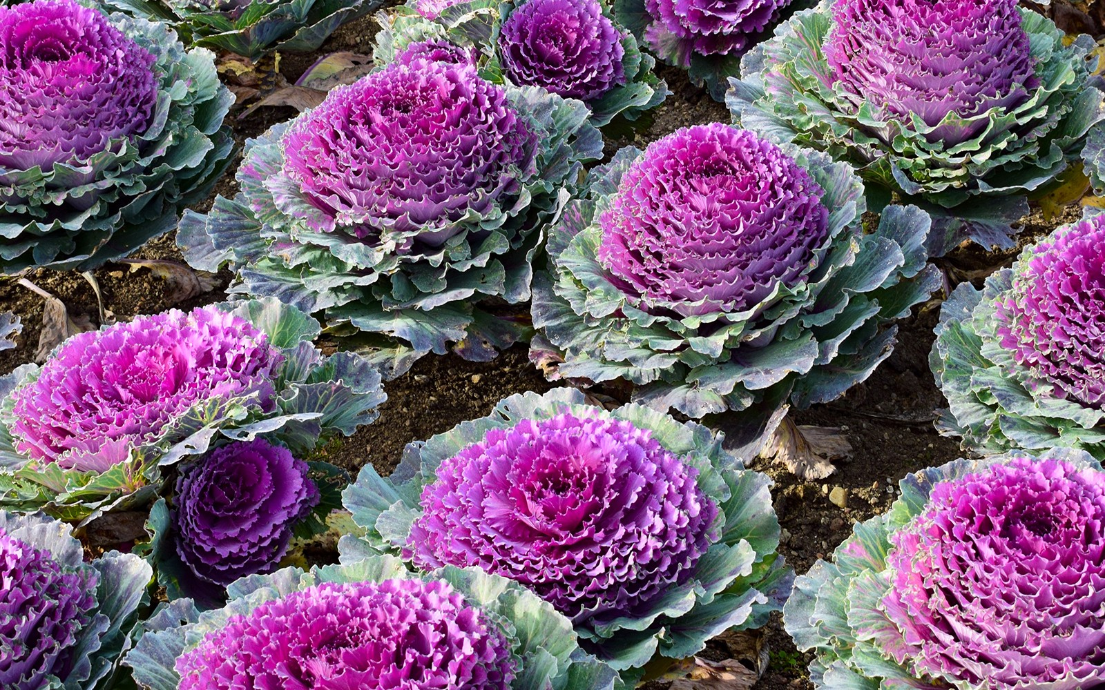 Villandry Castle Gardens-only Ticket — gallery 3