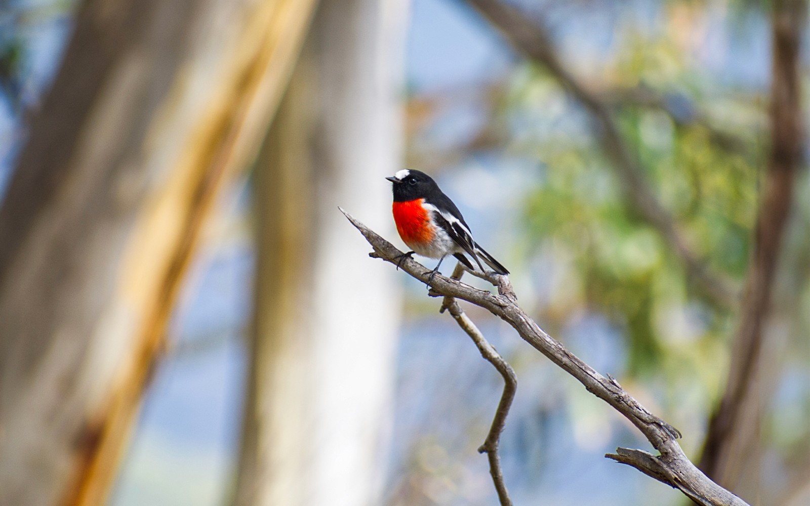 From Hobart: Bruny Island Full-Day Guided Tour + Nature Walk & Gourmet Tastings — gallery 3