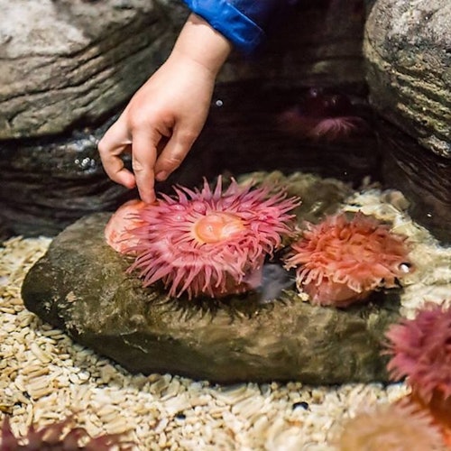 LEGOLAND® Discovery Center & SEA LIFE San Antonio Combo Ticket