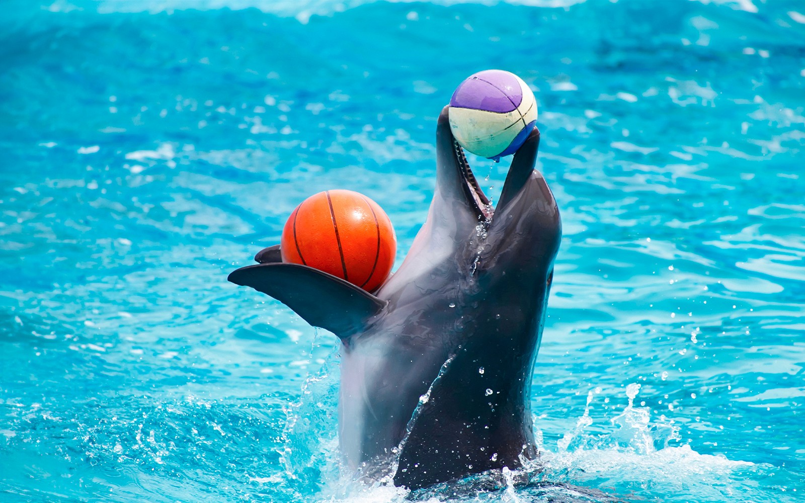 Dubai Dolphinarium: Dolphin & Seal Show + Mirror Maze Tickets with Popcorn