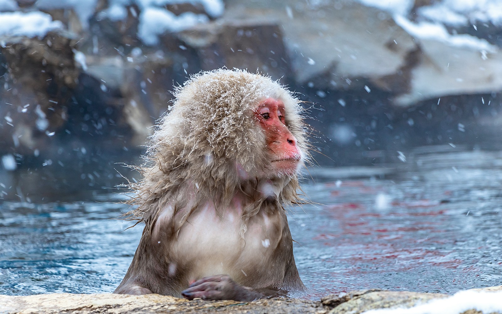 Nagano Snow Monkey Park & Shiga Kogen Maruike Park Day Tour