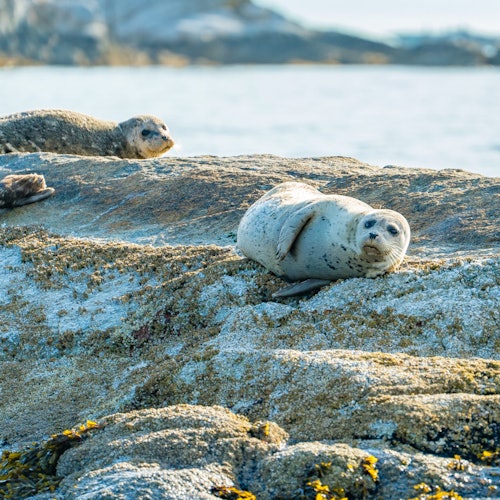 Vancouver: City and Seal Cruise — gallery 2